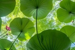 英超焦点战：狼队不敌利兹联，伯恩利完胜诺丁汉森林，西汉姆联战平水晶宫